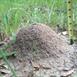 The fire ant hill before casting
