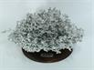 Aluminum Fire Ant Colony Cast - Top Angle Picture.