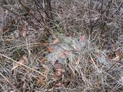 casual survey of three acres of land reveals 120 fire ant colonies - Another