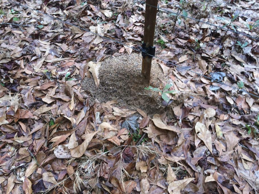 Casual Survey of Three Acres of Land Reveals 120 Fire Ant Colonies - On a fence post.