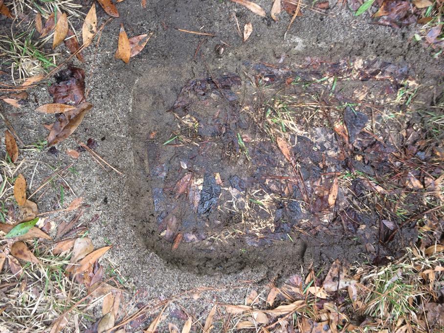 Casual Survey of Three Acres of Land Reveals 120 Fire Ant Colonies - Built around a plastic bin.