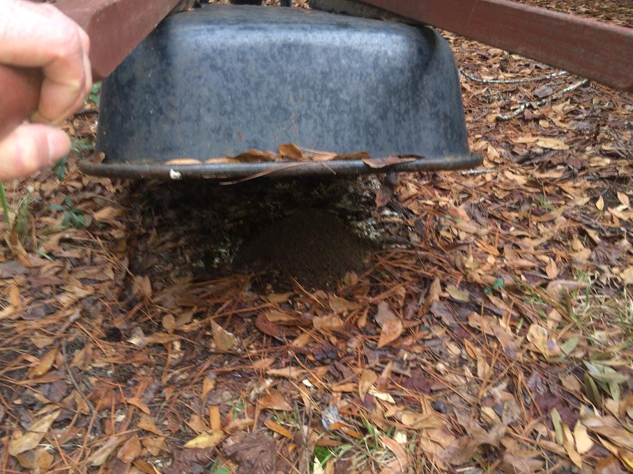 Casual Survey of Three Acres of Land Reveals 120 Fire Ant Colonies - Anthill hiding under a wheelbarrow.