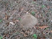 casual survey of three acres of land reveals 120 fire ant colonies - Another