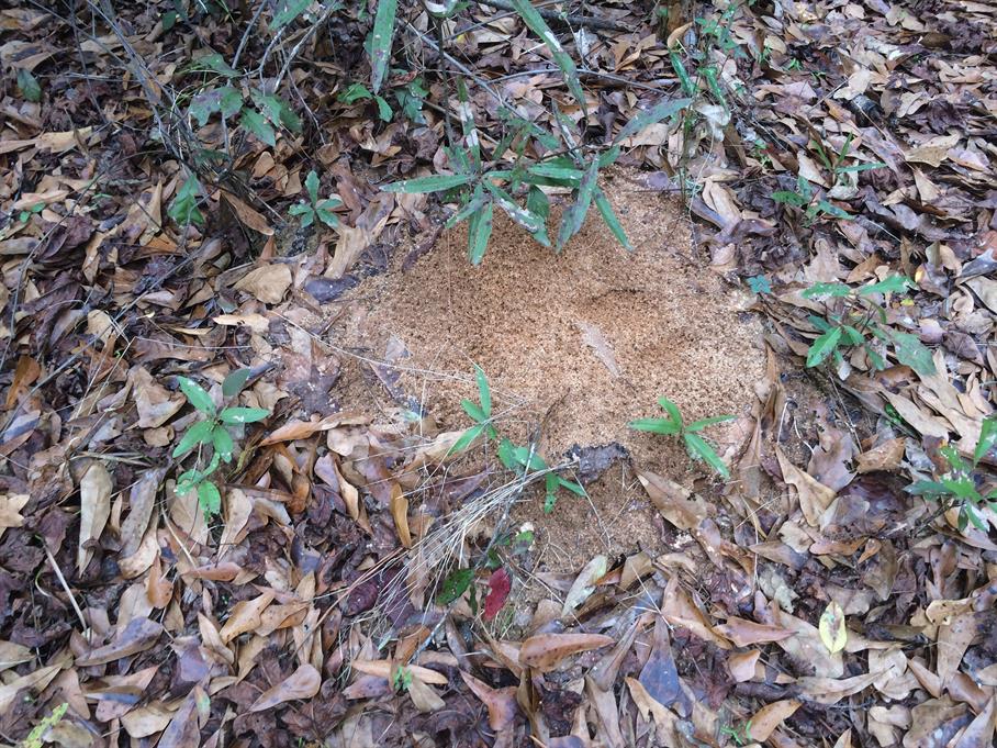 Casual Survey of Three Acres of Land Reveals 120 Fire Ant Colonies - Another