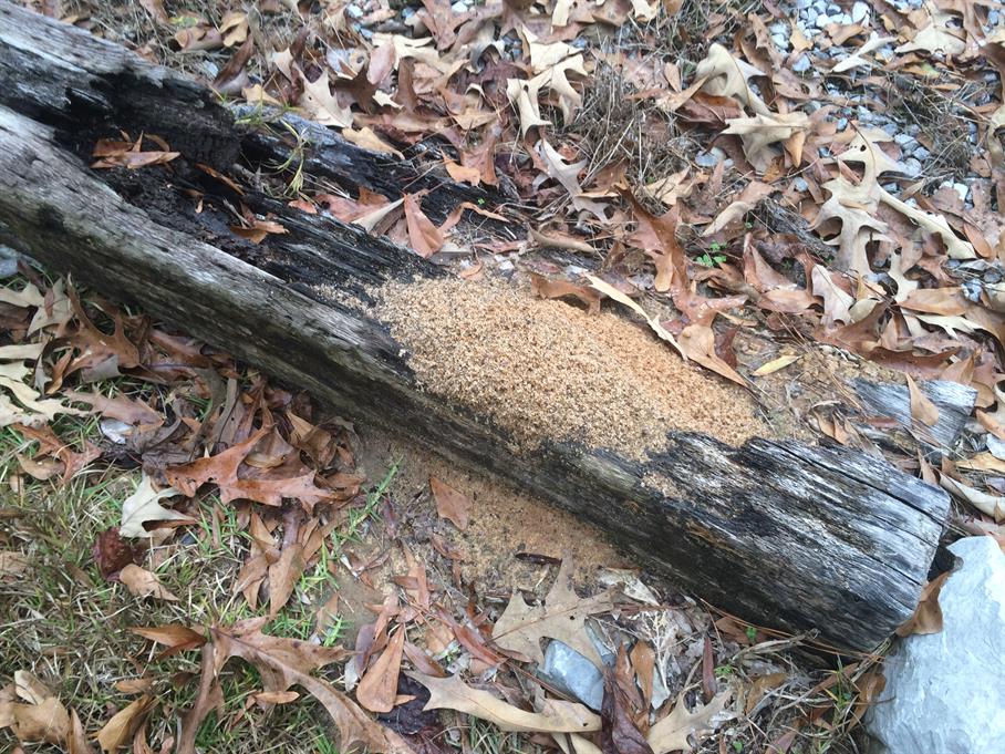 Casual Survey of Three Acres of Land Reveals 120 Fire Ant Colonies - On a railroad tie.