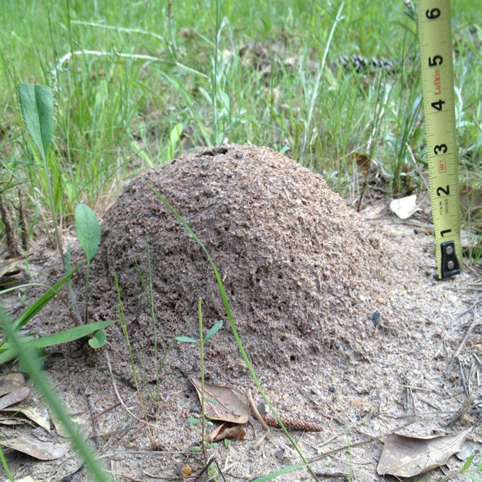 The fire ant hill before casting