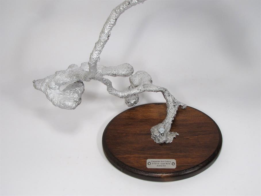 The carpenter ant cast display base from a top angle view