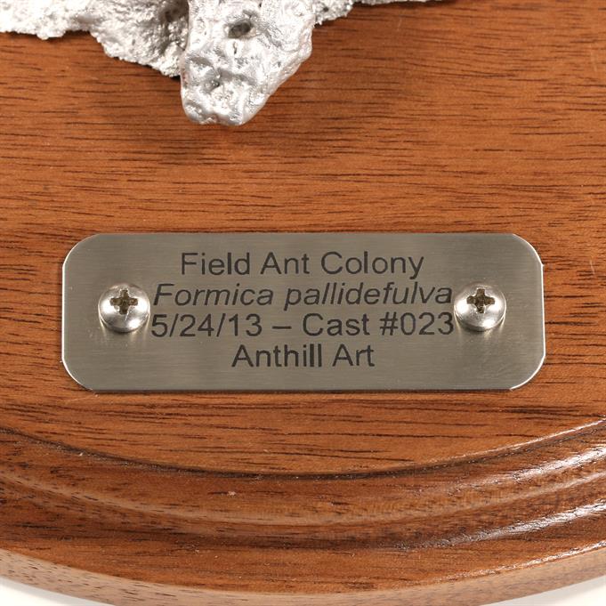 Aluminum Field Ant Colony Cast #023 - Plaque Picture.