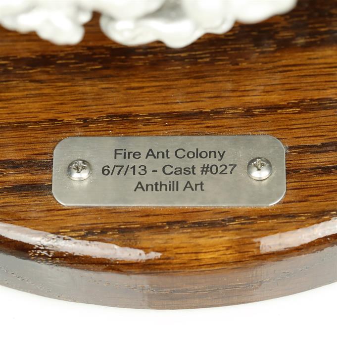 Aluminum Fire Ant Colony Cast #027 - Plaque Picture.