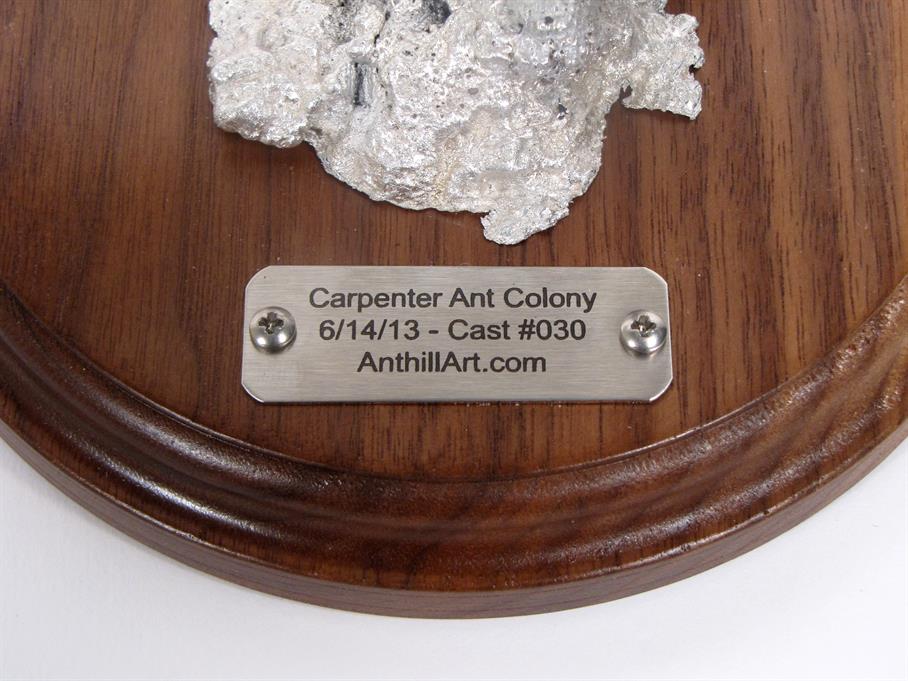 Aluminum Carpenter Ant Colony Cast #030 - Plaque Picture.