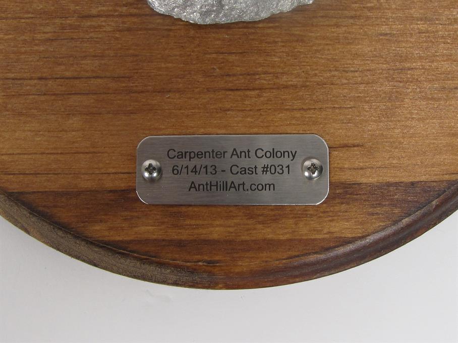 Aluminum Carpenter Ant Colony Cast #031 - Plaque Picture.