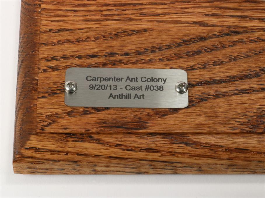Aluminum Carpenter Ant Colony Cast #038 - Plaque Picture.