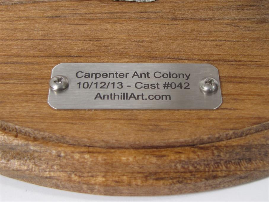 Aluminum Carpenter Ant Colony Cast #042 - Plaque Picture.