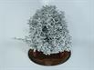 Aluminum Fire Ant Colony Cast - Top Angle Picture.