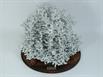 Aluminum Fire Ant Colony Cast - Top Angle Picture.