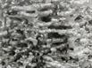 Aluminum Fire Ant Colony Cast - Closeup 3 Picture.