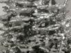 Aluminum Fire Ant Colony Cast - Closeup 2 Picture.