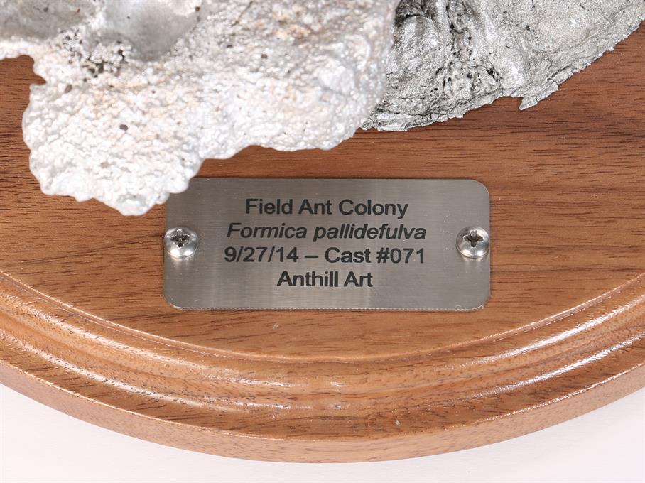 Aluminum Field Ant Colony Cast #071 - Plaque Picture.