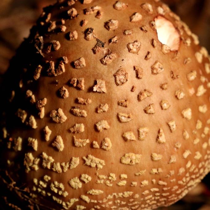 Aluminum Amanita Mushroom Cast #083 - Mushroom Above Angle Picture.