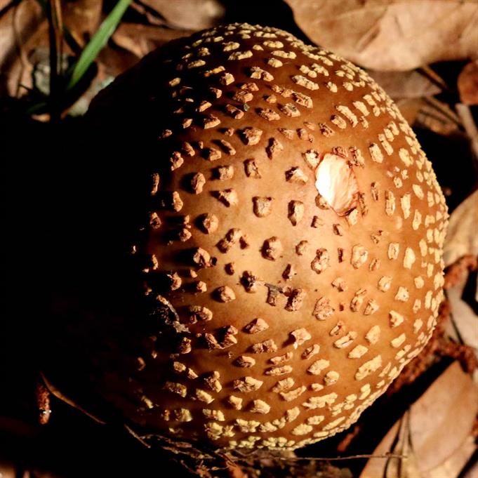 Aluminum Amanita Mushroom Cast #083 - Mushroom Above Picture.