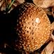 Aluminum Amanita Mushroom Cast - Mushroom Above Picture.