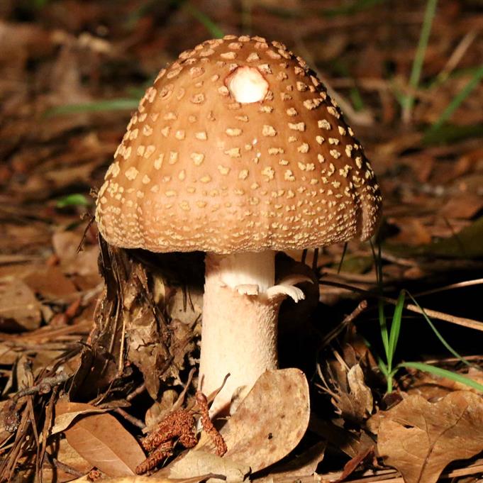 Aluminum Amanita Mushroom Cast #083 - Mushroom Picture.