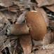 Aluminum Bolete Mushroom Cast - Mushroom Picture.