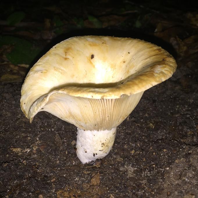 Aluminum Funnel Mushroom Cast #087 - Mushroom Picture.