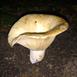 Aluminum Funnel Mushroom Cast - Mushroom Picture.