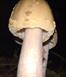 Aluminum Amanita Mushroom Cast - Mushroom 1 Picture.