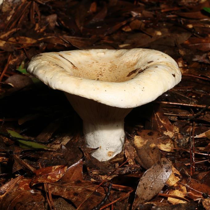 Aluminum Funnel Mushroom Cast #089 - Mushroom Picture.