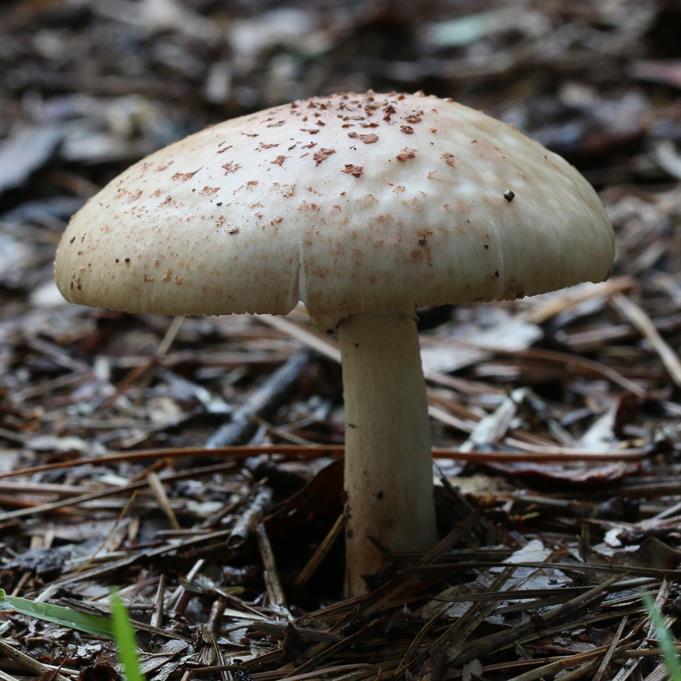 Aluminum Amanita Mushroom Cast #090 - Mushroom Picture.