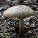 Aluminum Amanita Mushroom Cast - Mushroom Picture.