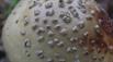 Aluminum Amanita Mushroom Cast - Mushroom Cap Picture.