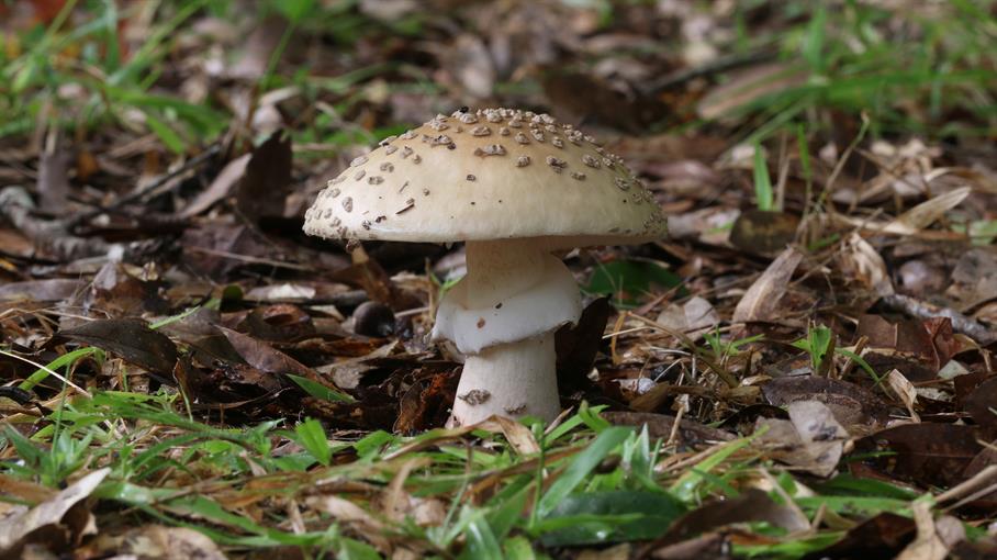 Aluminum Amanita Mushroom Cast #091 - Mushroom Picture.