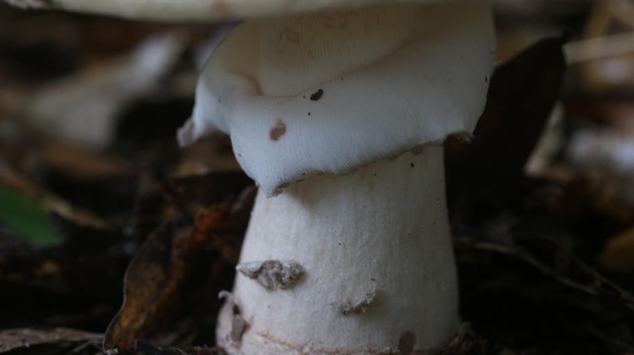 Aluminum Amanita Mushroom Cast #091 - Mushroom Ring Picture.