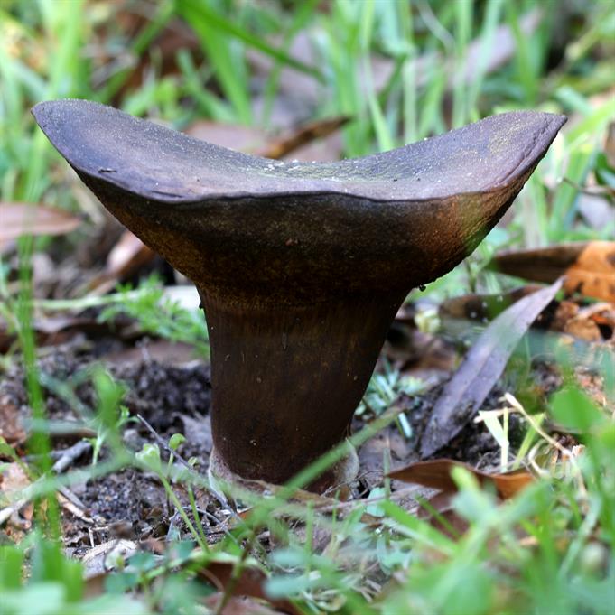 Brass Bolete Mushroom Cast #095 - Mushroom Back Picture.