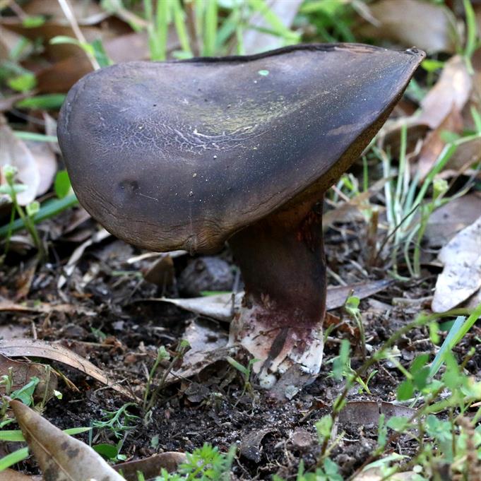 Brass Bolete Mushroom Cast #095 - Mushroom Front Picture.