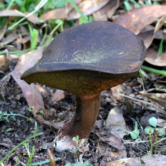 Brass Bolete Mushroom Cast #095 - Mushroom Right Picture.