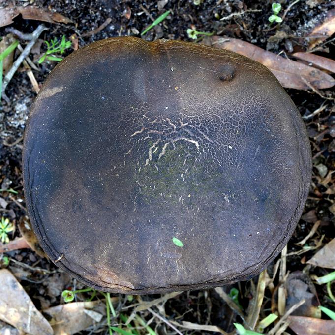 Brass Bolete Mushroom Cast #095 - Mushroom Top Picture.