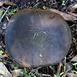 Brass Bolete Mushroom Cast - Mushroom Top Picture.