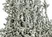 Aluminum Fire Ant Colony Cast - Close 2 Picture.