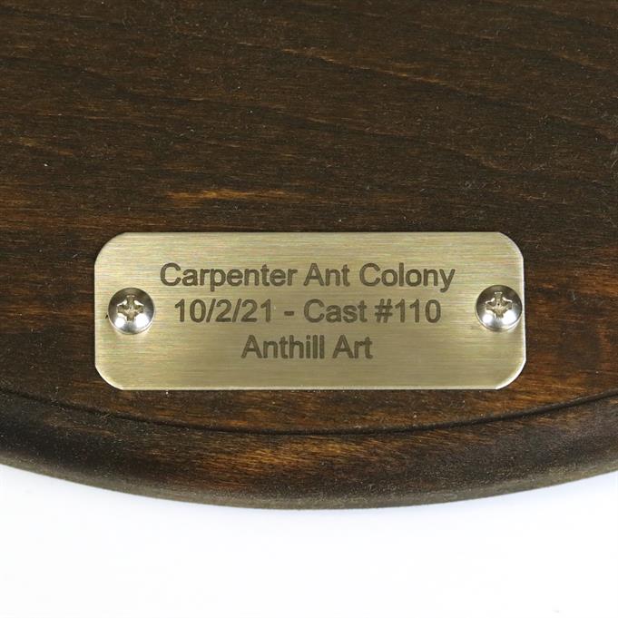 Aluminum Carpenter Ant Colony Cast #110 - Plaque Picture.