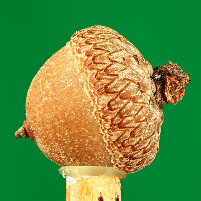 Bronze/Aluminum Water Oak Acorn Cast #132 - Full Acorn Macro Picture.