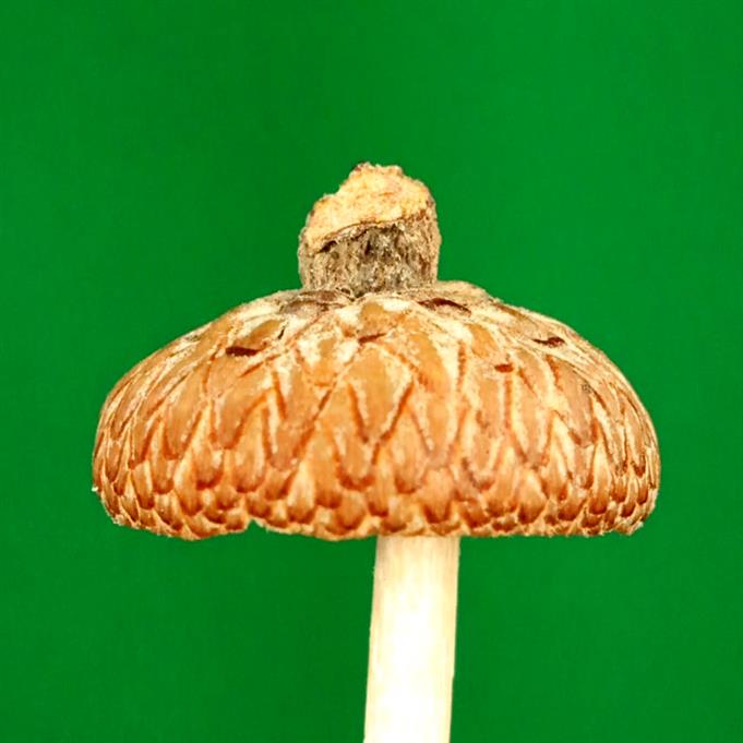 Bronze/Aluminum Water Oak Acorn Cast #132 - Acorn Cap Picture.
