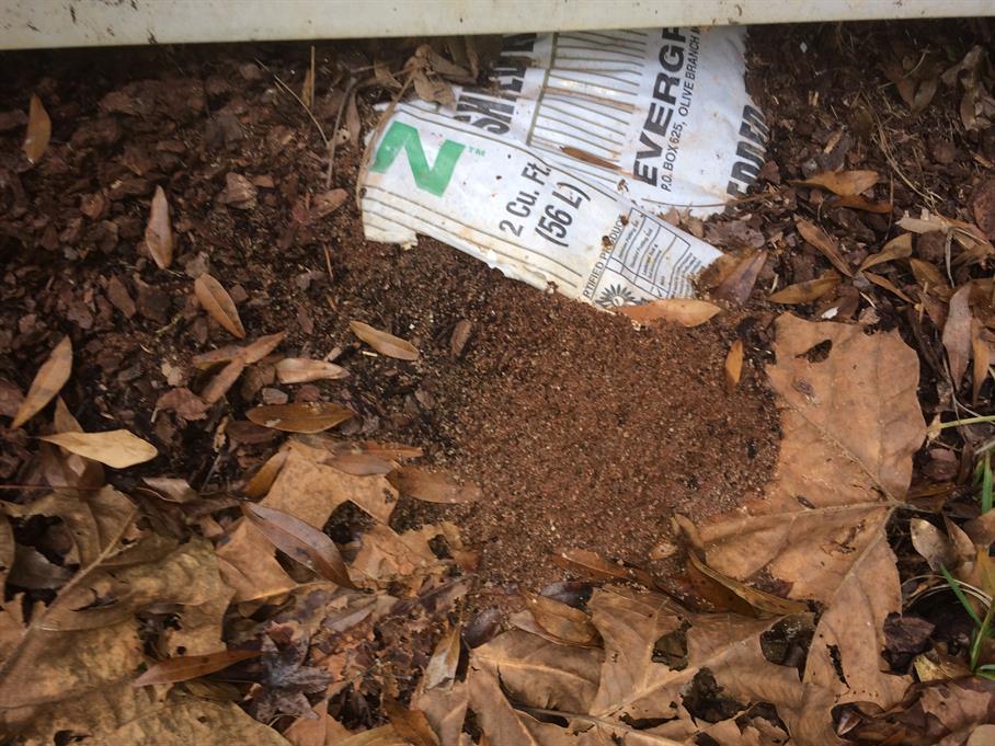 Casual Survey of Three Acres of Land Reveals 120 Fire Ant Colonies - In a potting soil bag.