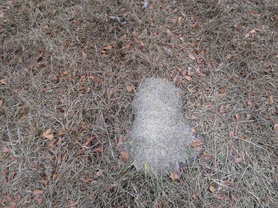 Casual Survey of Three Acres of Land Reveals 120 Fire Ant Colonies - Another