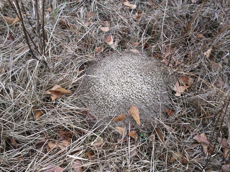 Casual Survey of Three Acres of Land Reveals 120 Fire Ant Colonies - Another