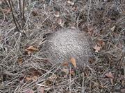 casual survey of three acres of land reveals 120 fire ant colonies - Another