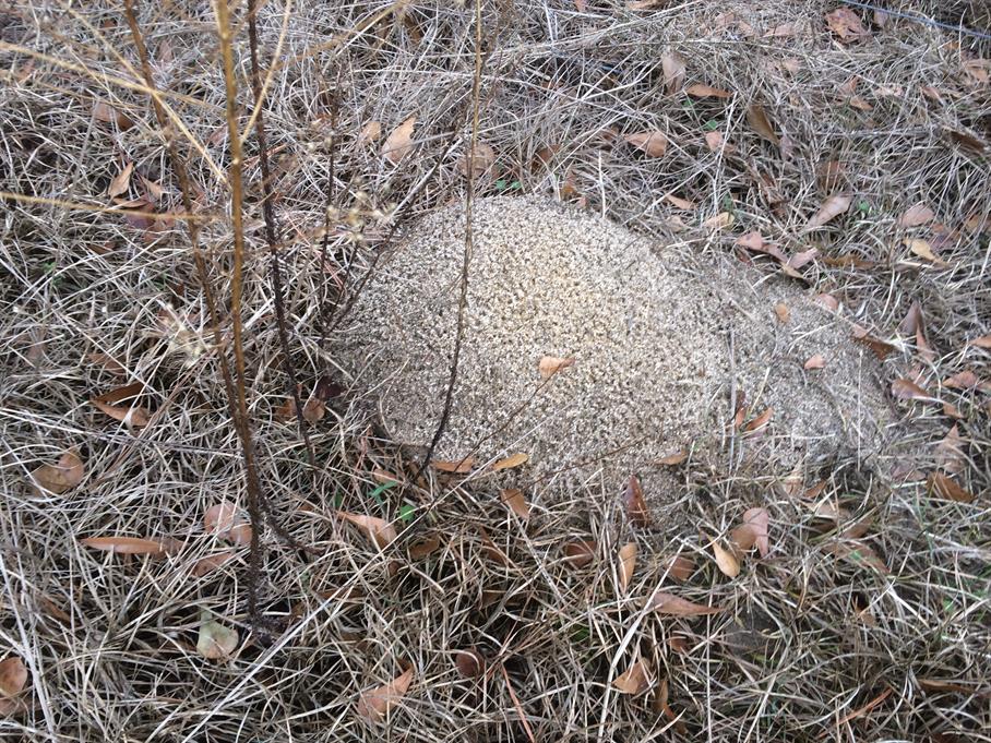 Casual Survey of Three Acres of Land Reveals 120 Fire Ant Colonies - Another